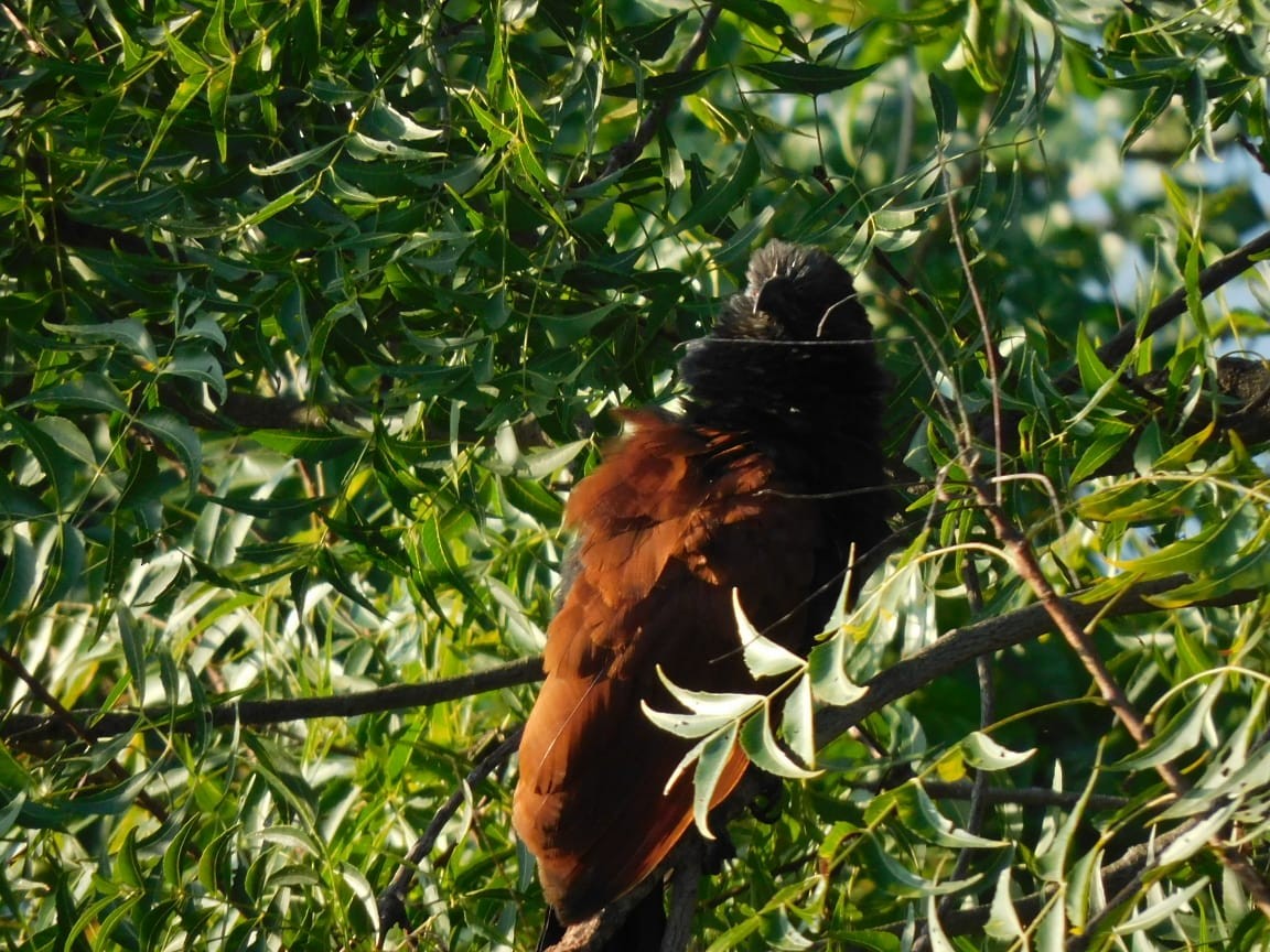 storsporegjøk - ML644642324