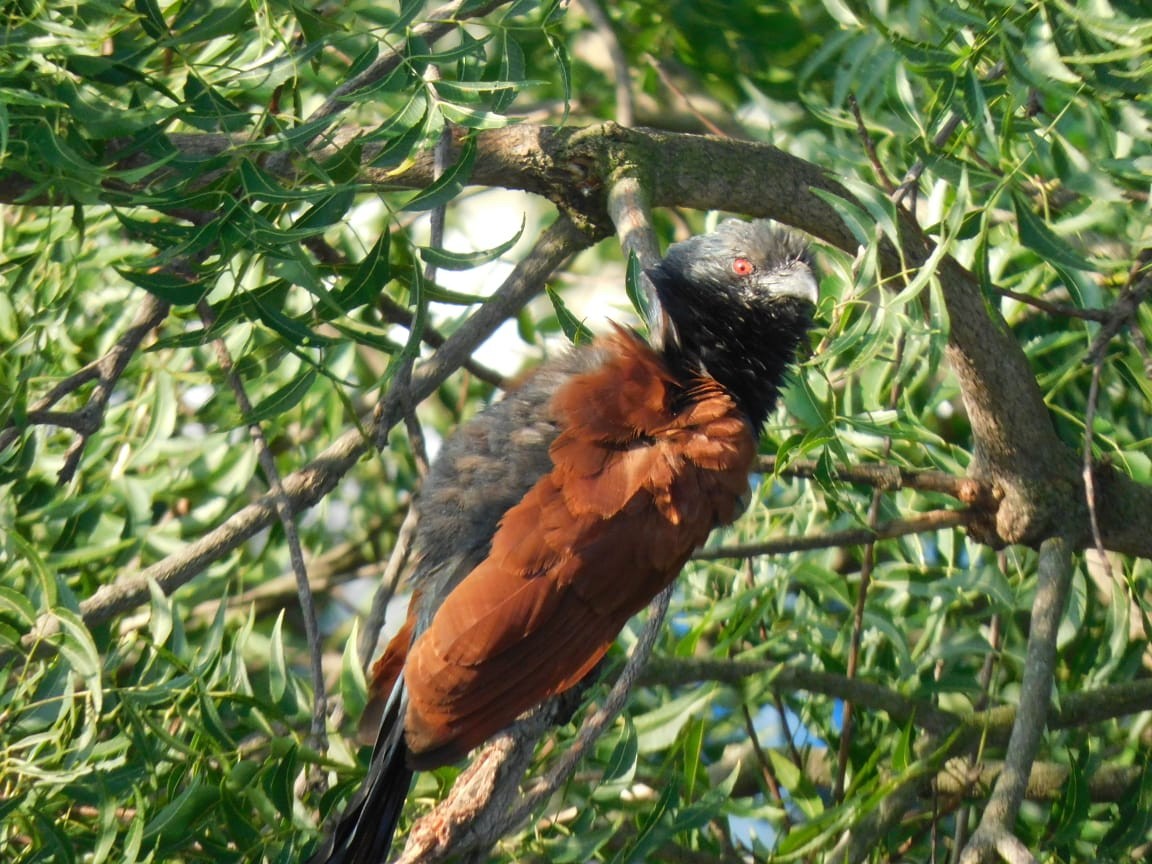 storsporegjøk - ML644642326