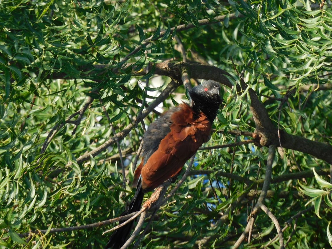 storsporegjøk - ML644642327