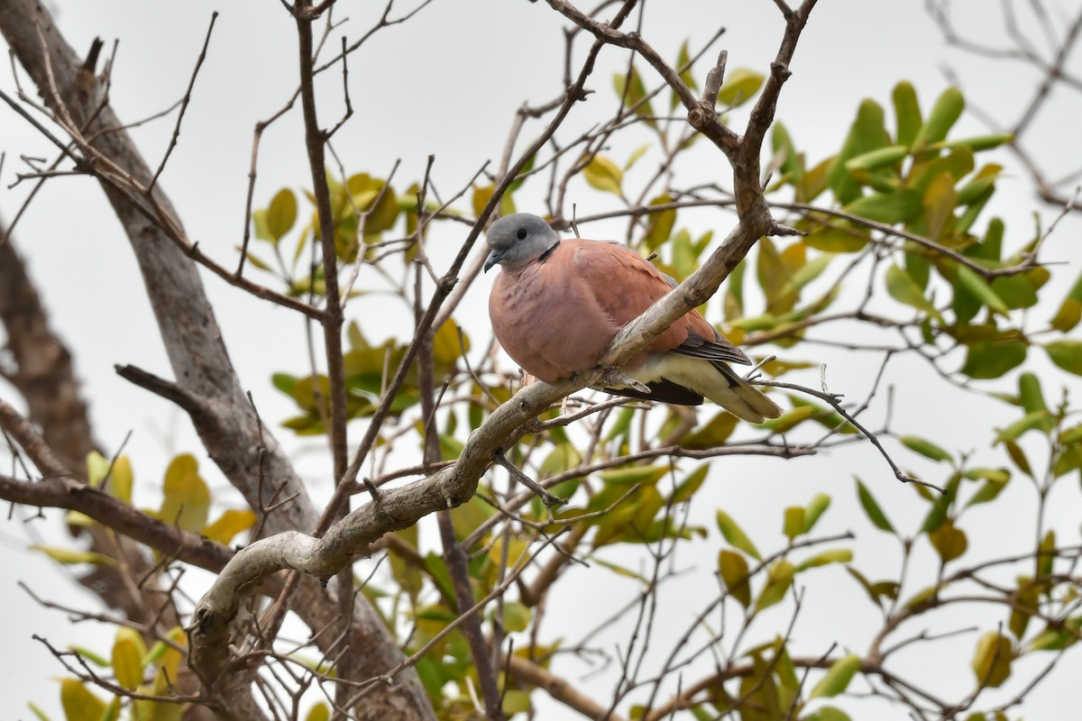 ベニバト - ML644642328