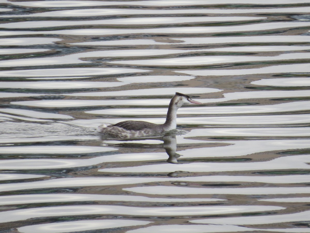 Great Crested Grebe - ML644642330