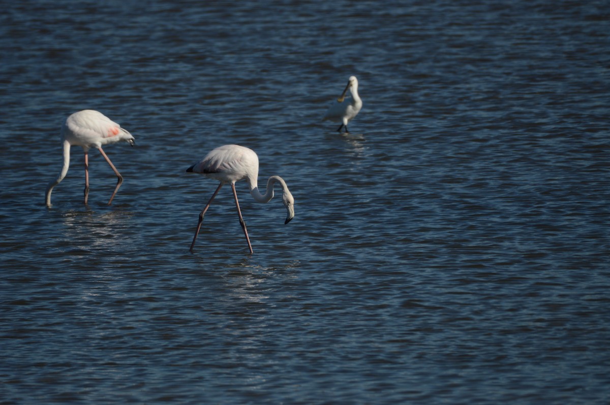 Mokozabal zuria - ML644642331