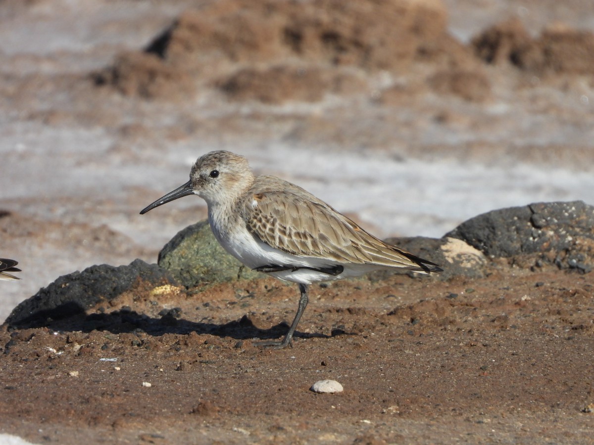 Alpenstrandläufer - ML644642336
