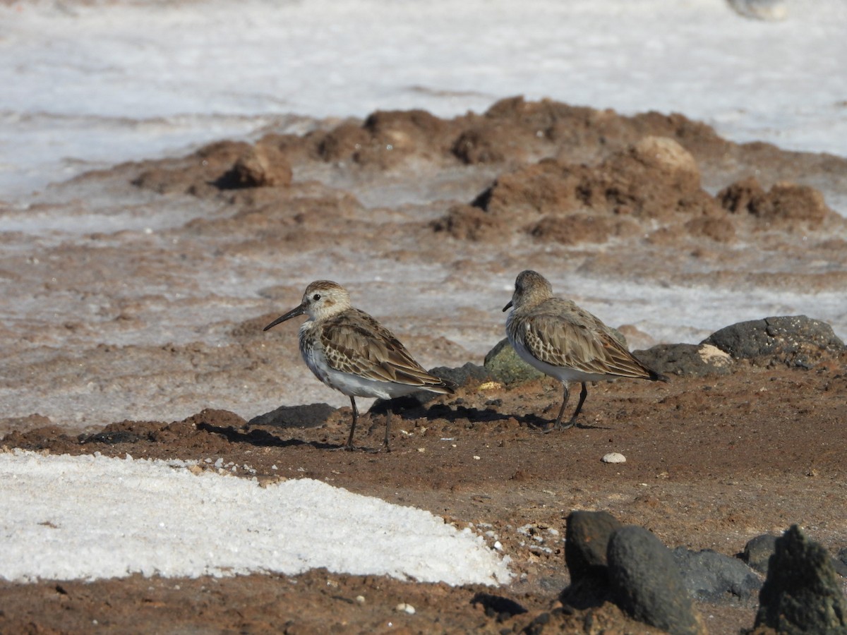Alpenstrandläufer - ML644642337
