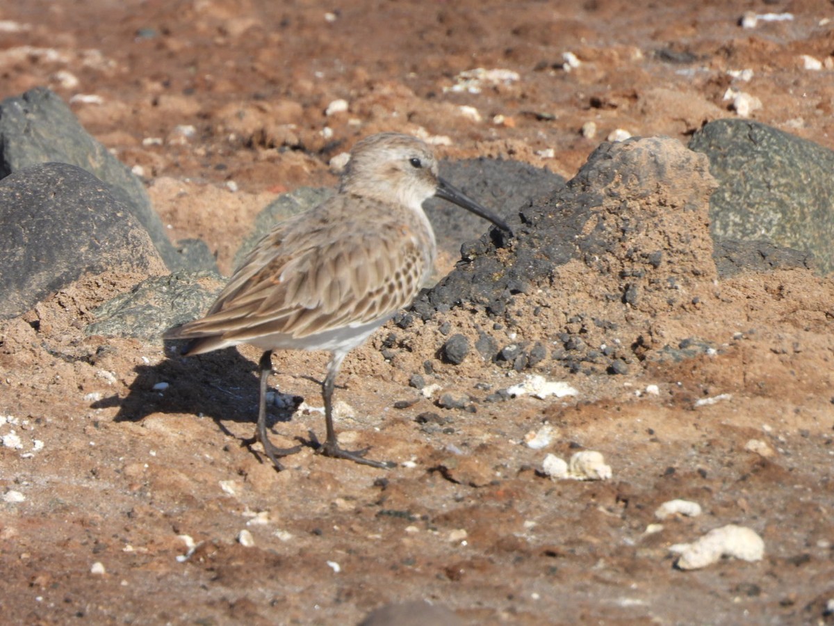 Alpenstrandläufer - ML644642338