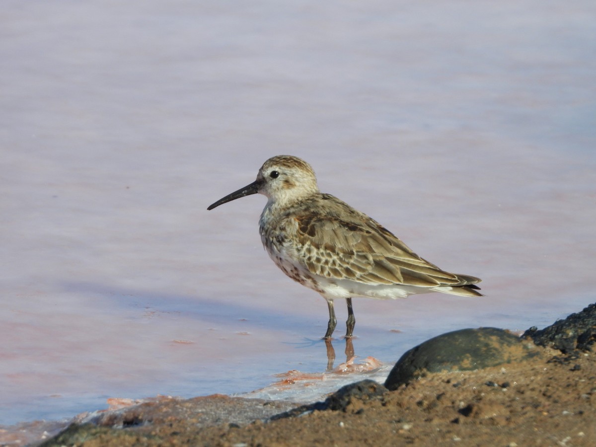Alpenstrandläufer - ML644642339