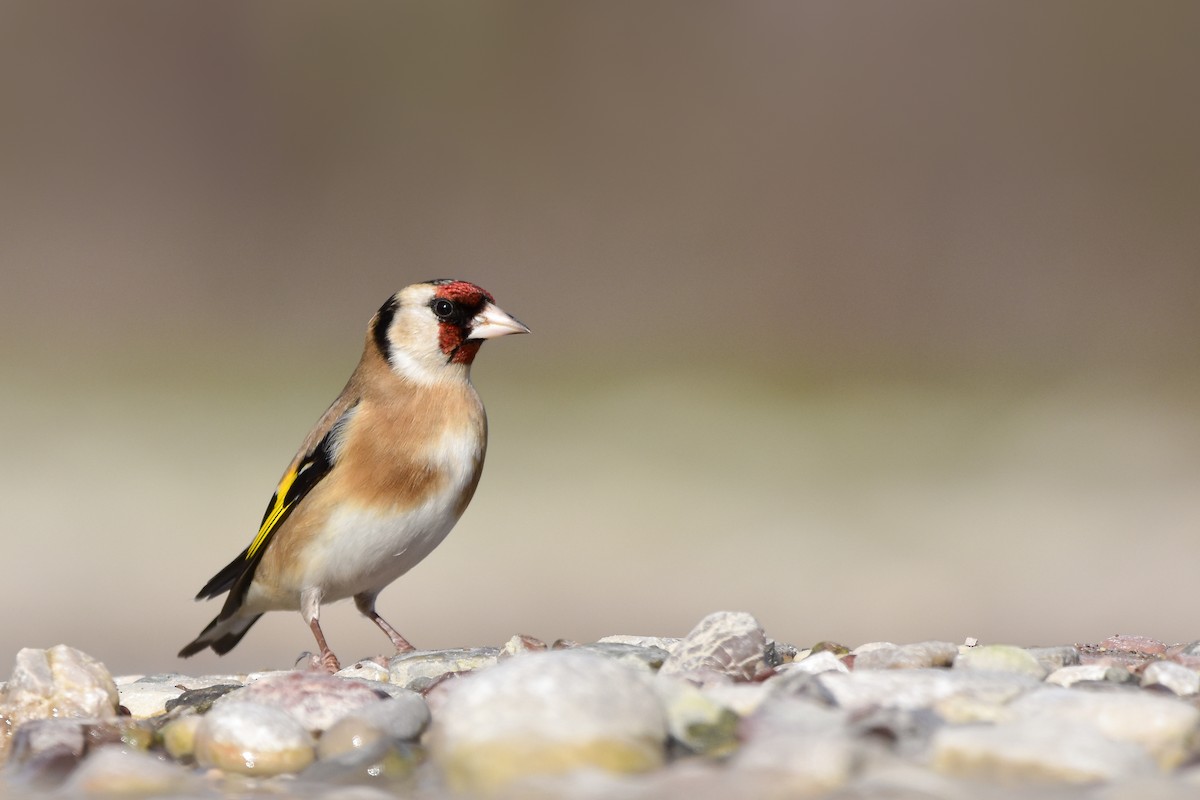 European Goldfinch - ML644642361