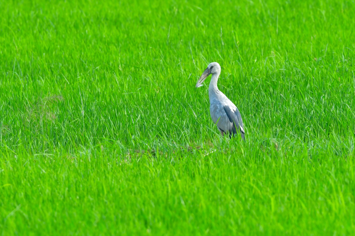 スキハシコウ - ML644642363