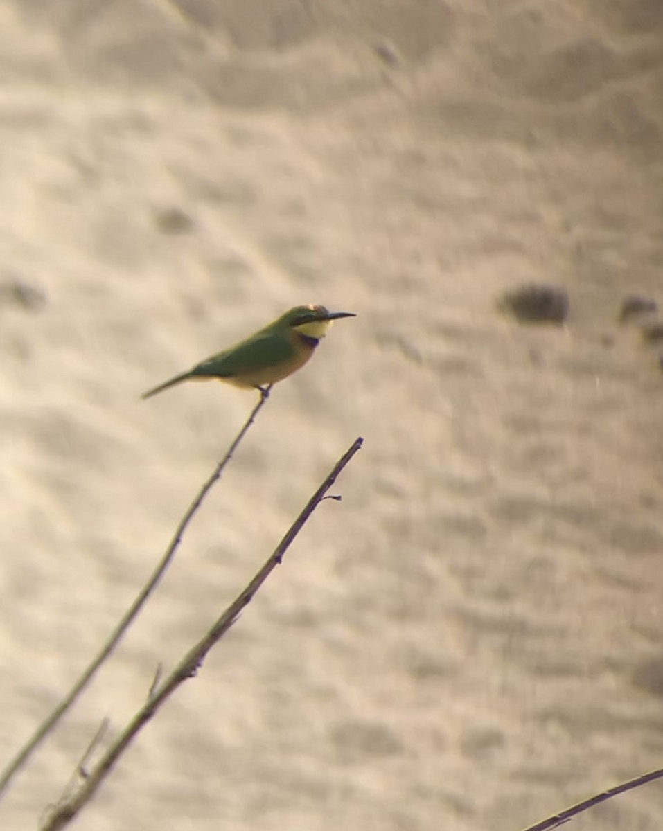 Little Bee-eater - ML644642366