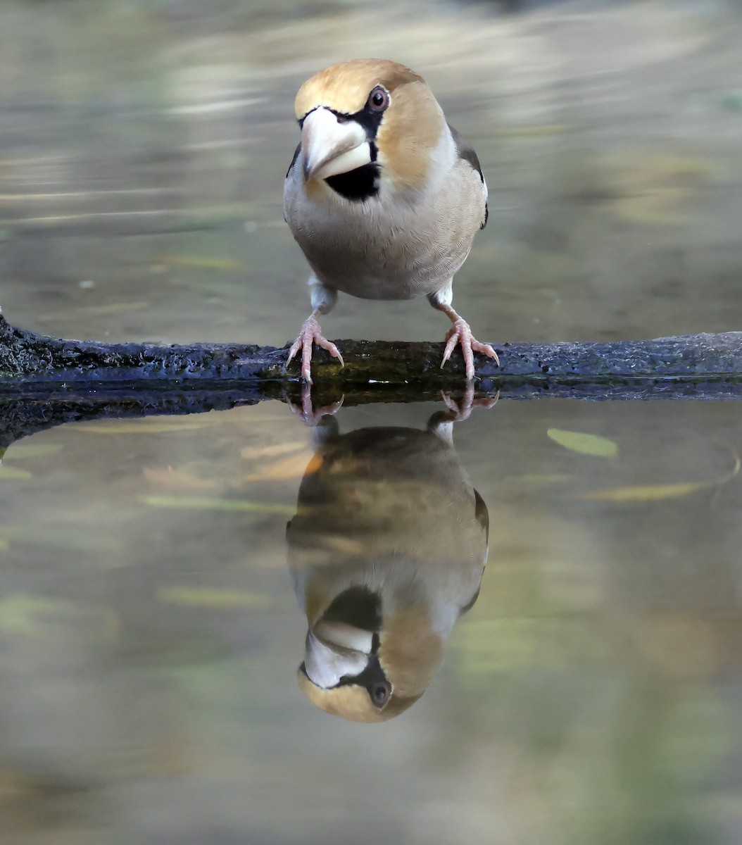 Kernbeißer - ML644642368