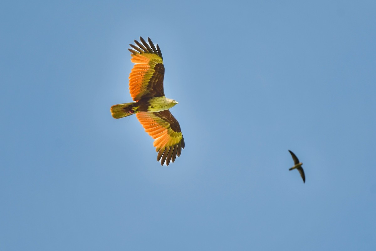 シロガシラトビ - ML644642385