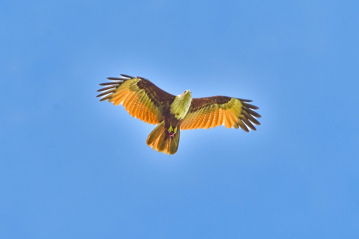 シロガシラトビ - ML644642386