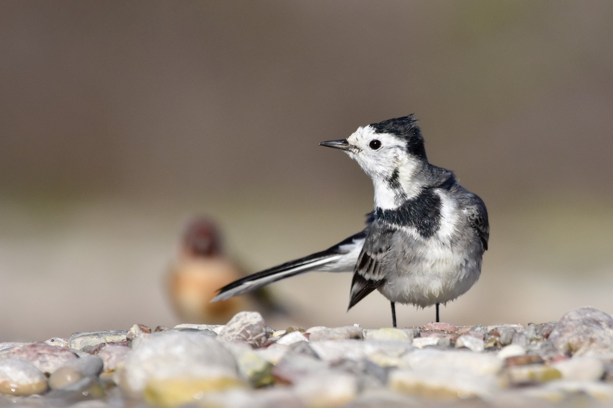 白鶺鴒 - ML644642389