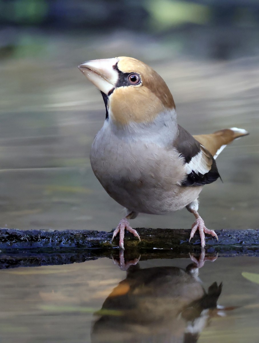 Kernbeißer - ML644642393