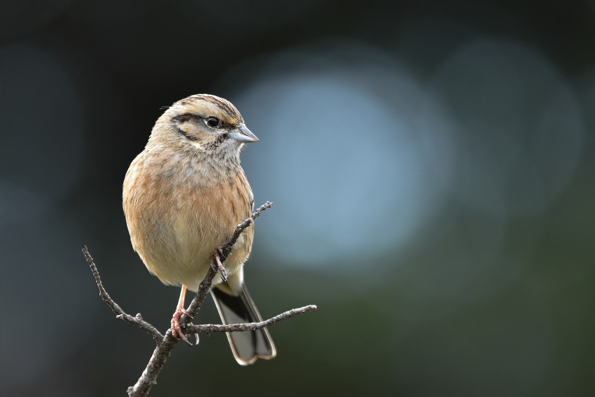 Rock Bunting - ML644642395