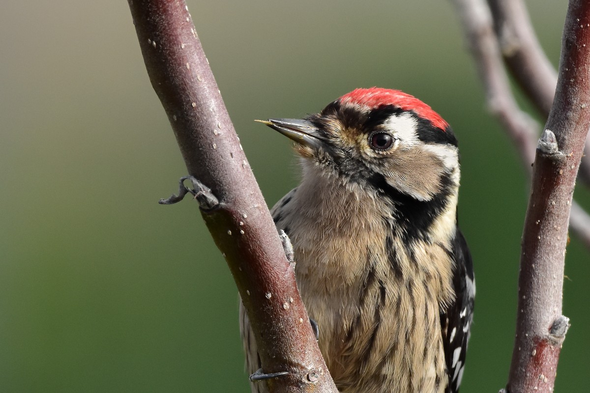 Lesser Spotted Woodpecker - ML644642399