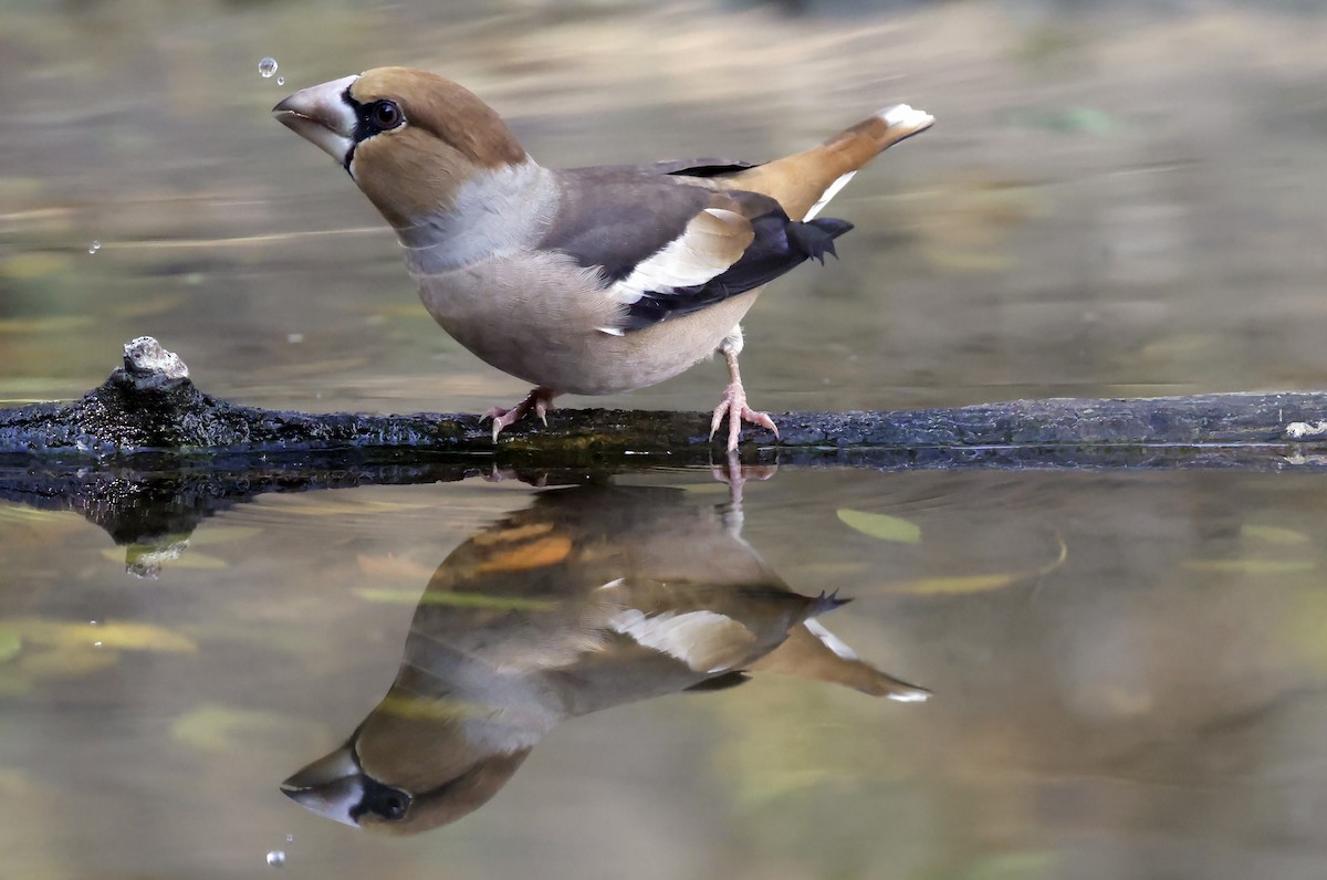 Kernbeißer - ML644642412