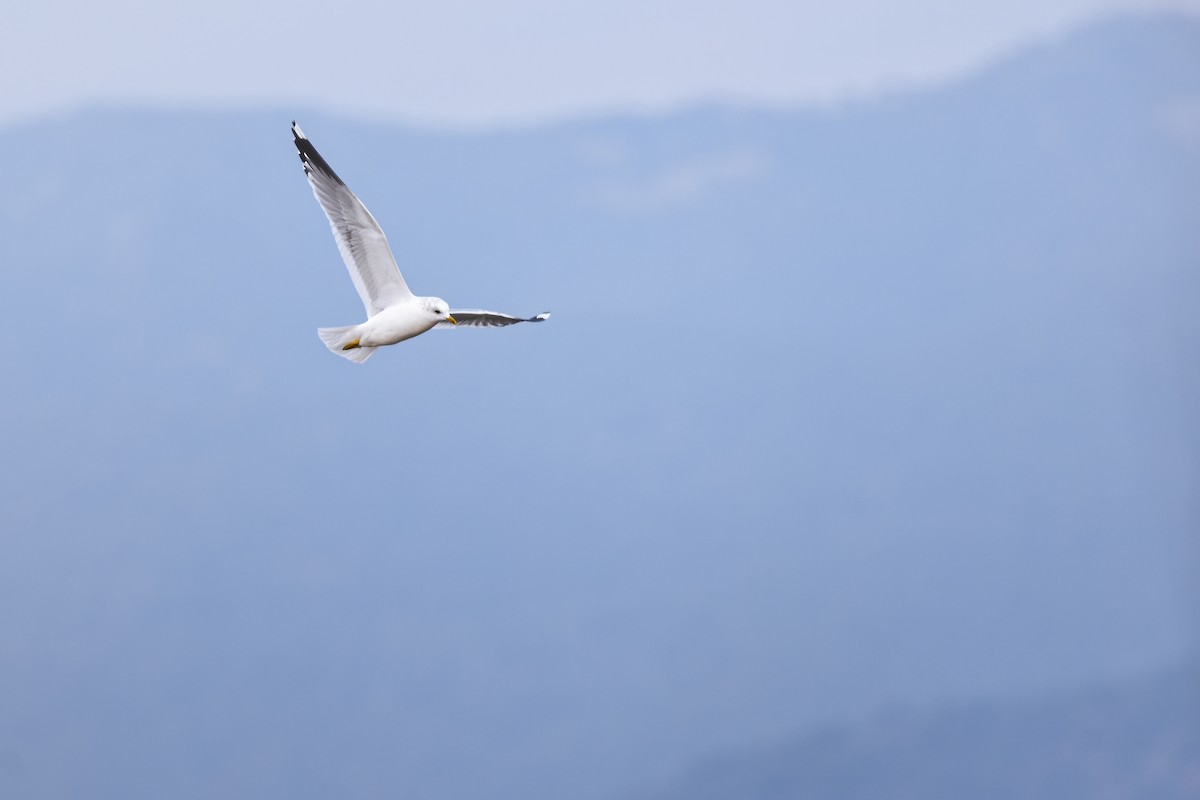 歐亞海鷗 - ML644642413