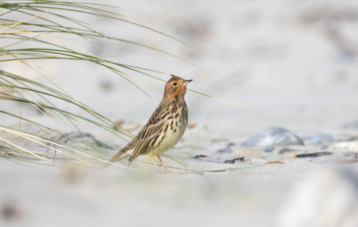 Red-throated Pipit - ML644642414