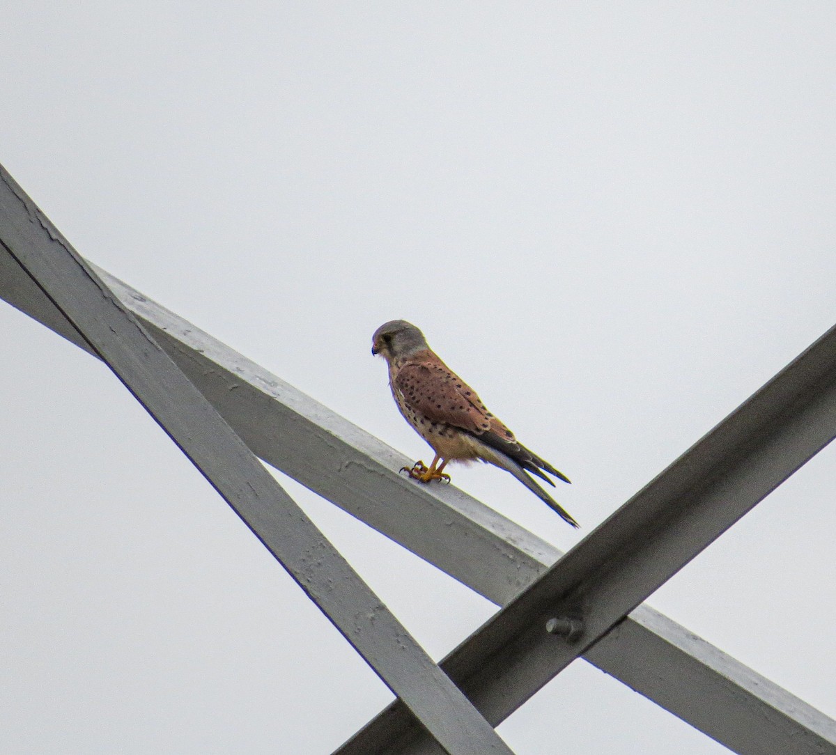 Eurasian Kestrel - ML644642417