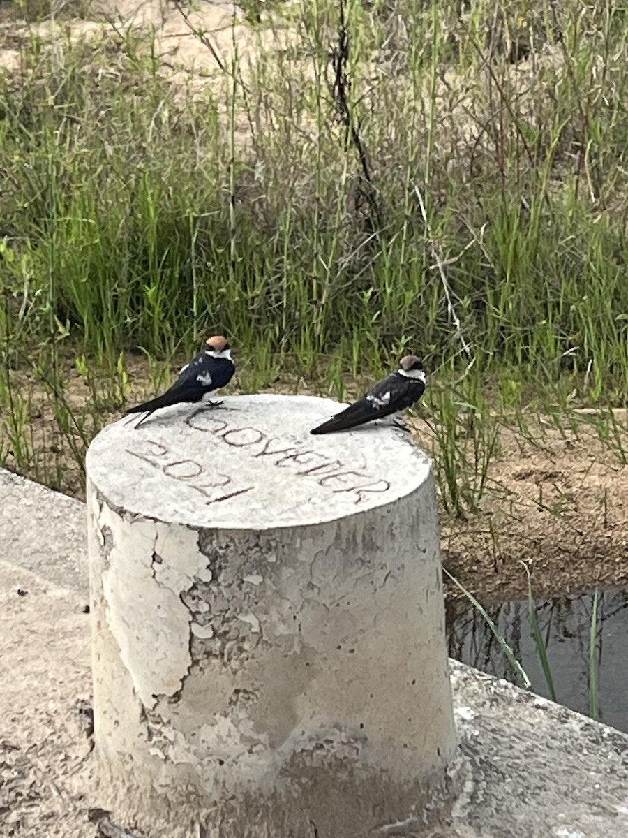 Wire-tailed Swallow - ML644642421
