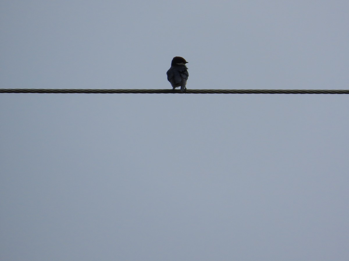 Нитехвостая ласточка - ML644642423
