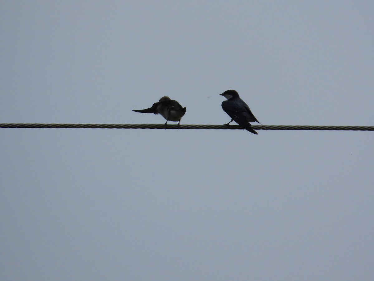 Нитехвостая ласточка - ML644642424