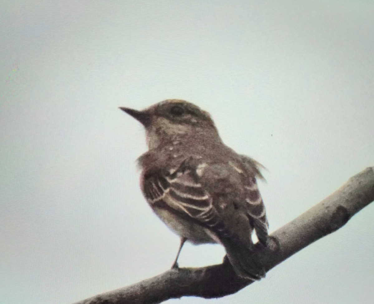 Бөртөт намнаахай - ML644642426