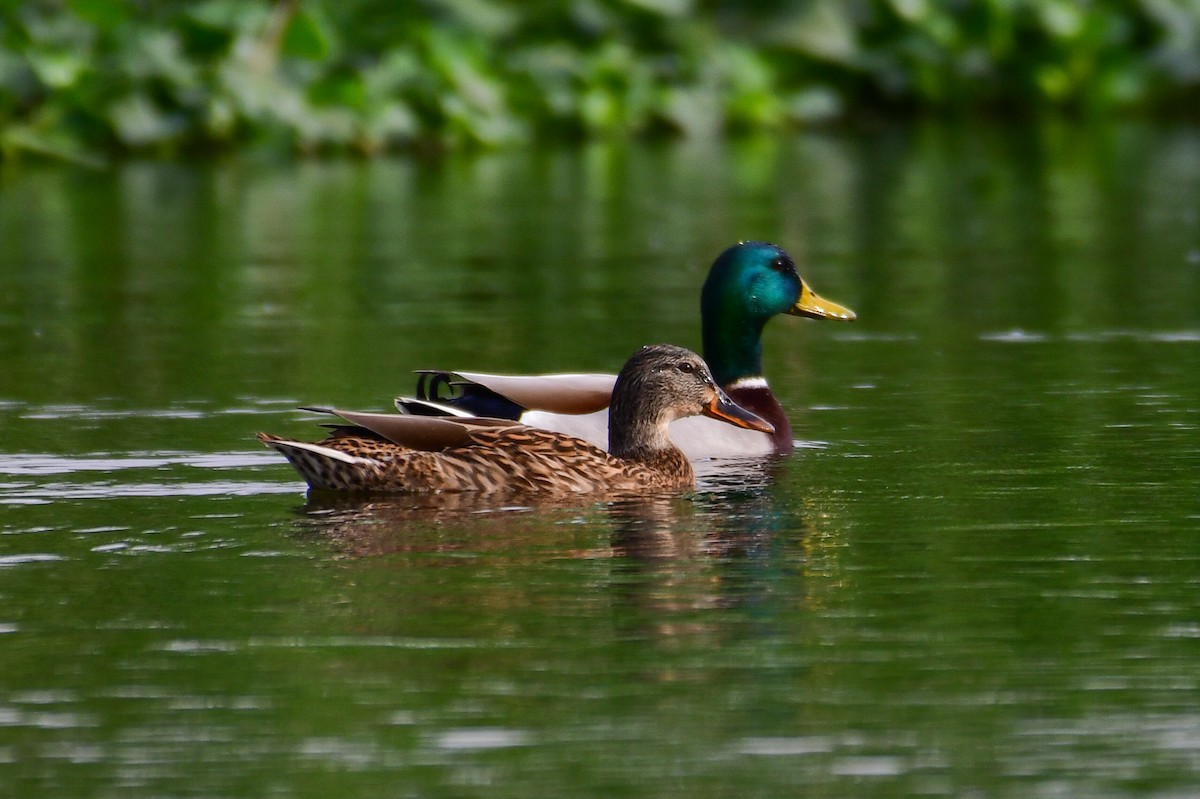 Canard colvert - ML644642430