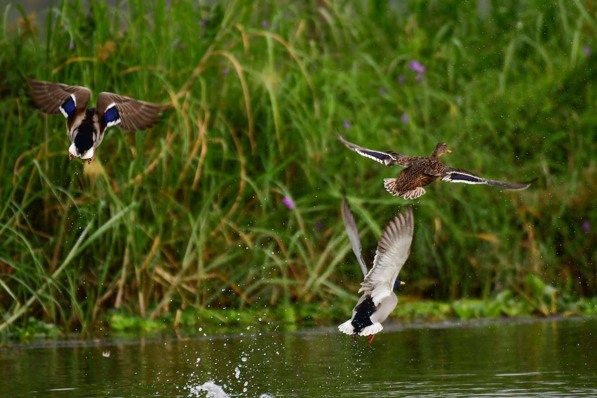 Canard colvert - ML644642431