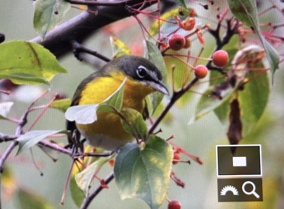 Yellow-breasted Chat - ML644642437