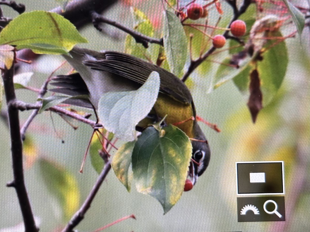 Yellow-breasted Chat - ML644642438