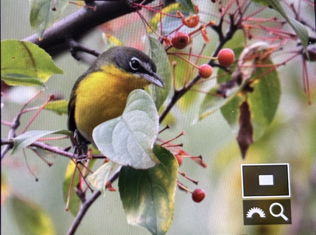 Yellow-breasted Chat - ML644642439