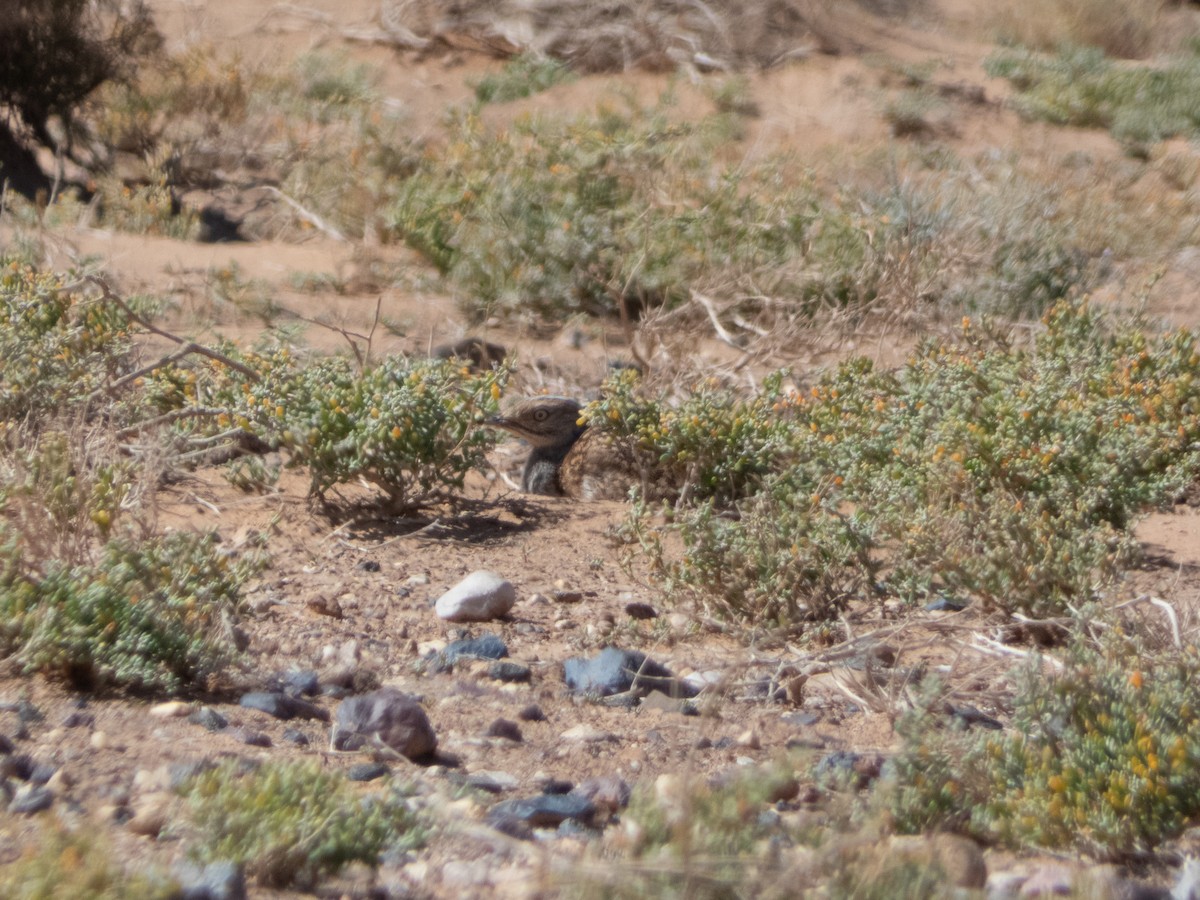 Saharakragentrappe - ML644642446