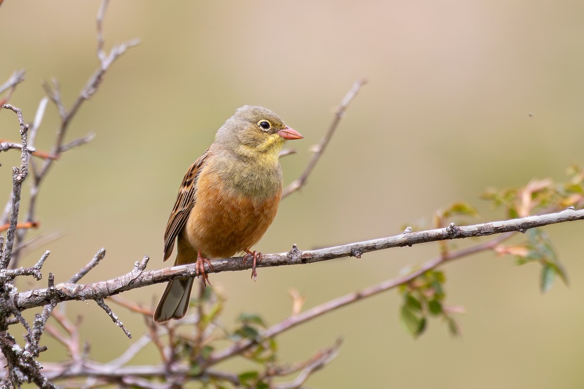 Ortolan - ML644642447