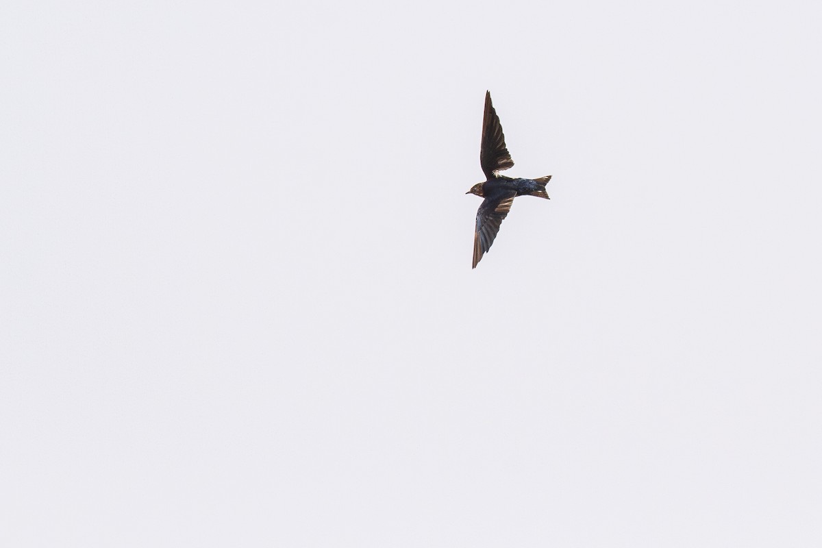 Red-chested Swallow - ML644642454