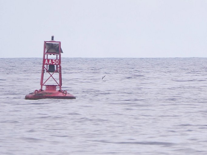 buřňák severní - ML644642463