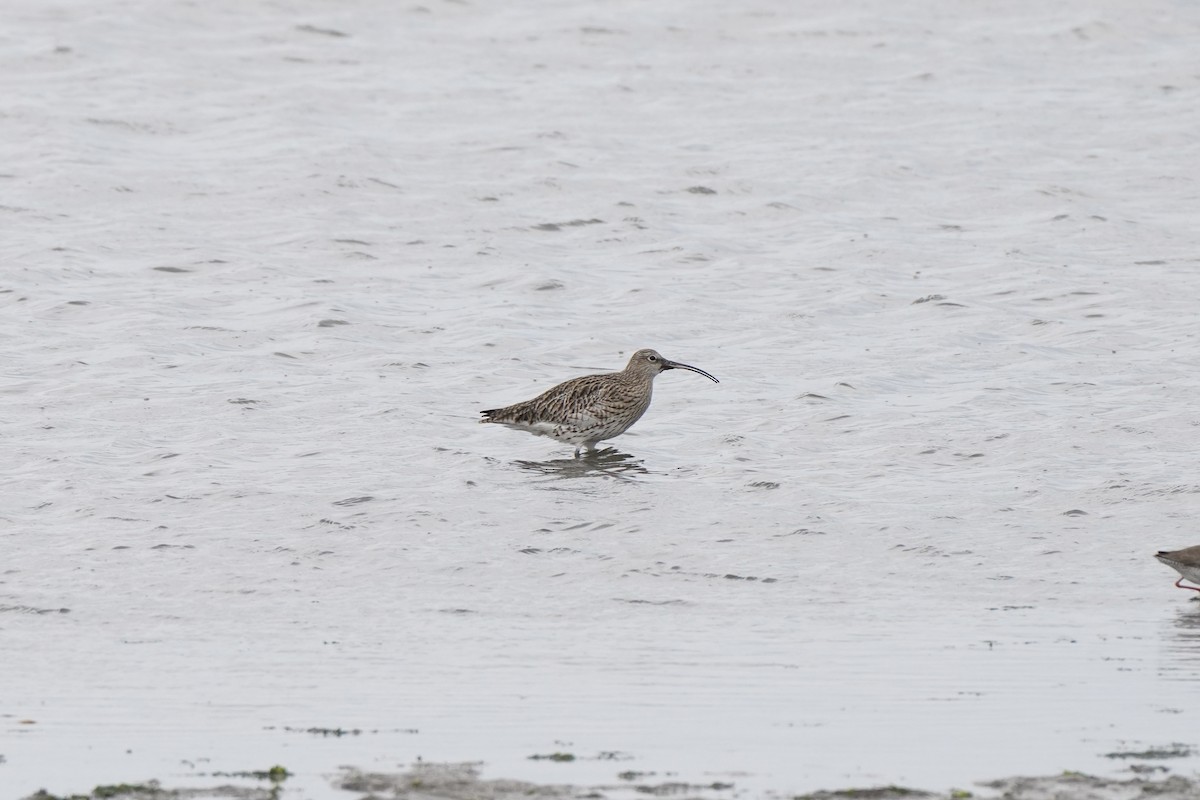 Brachvogel - ML644642465