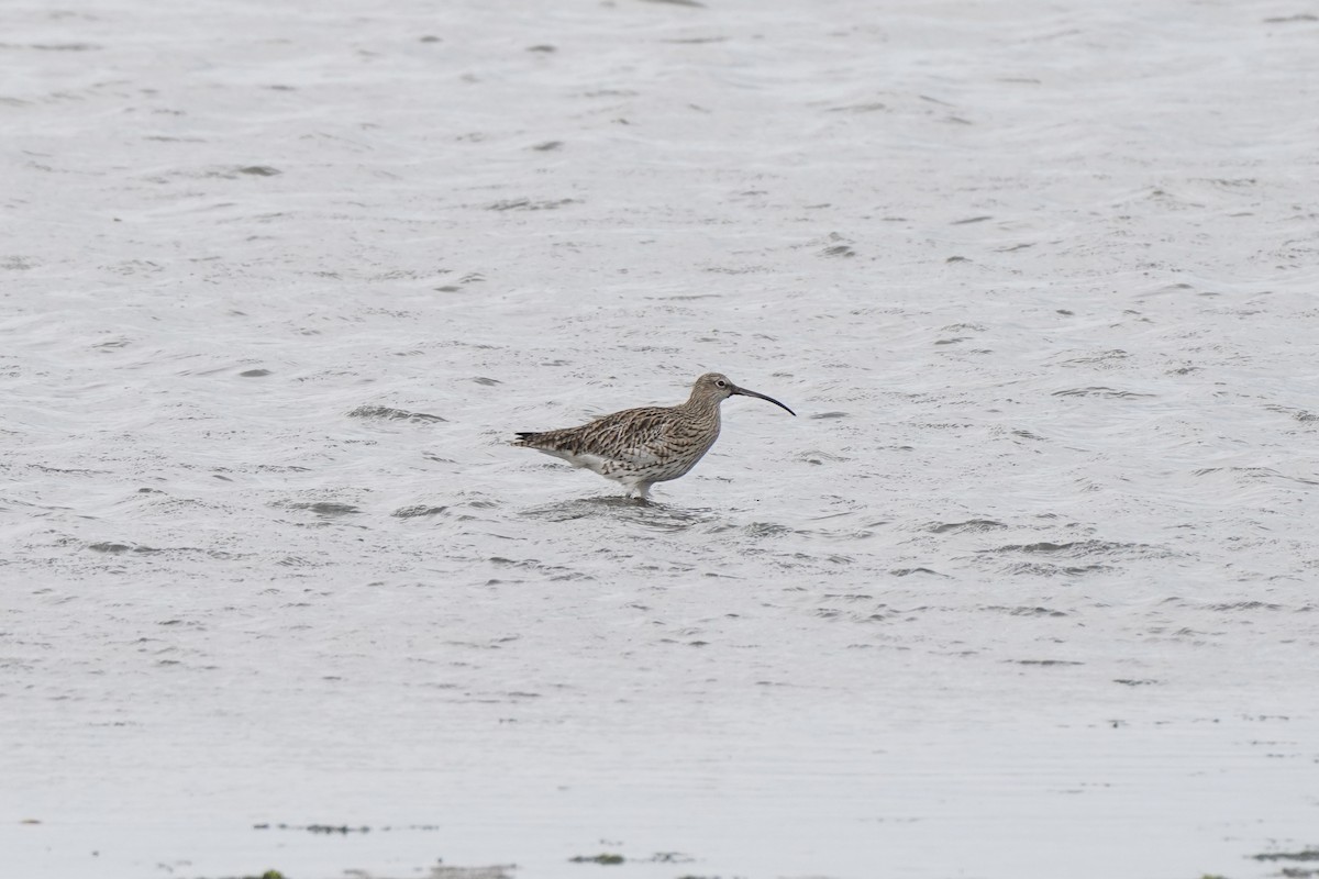 Brachvogel - ML644642466