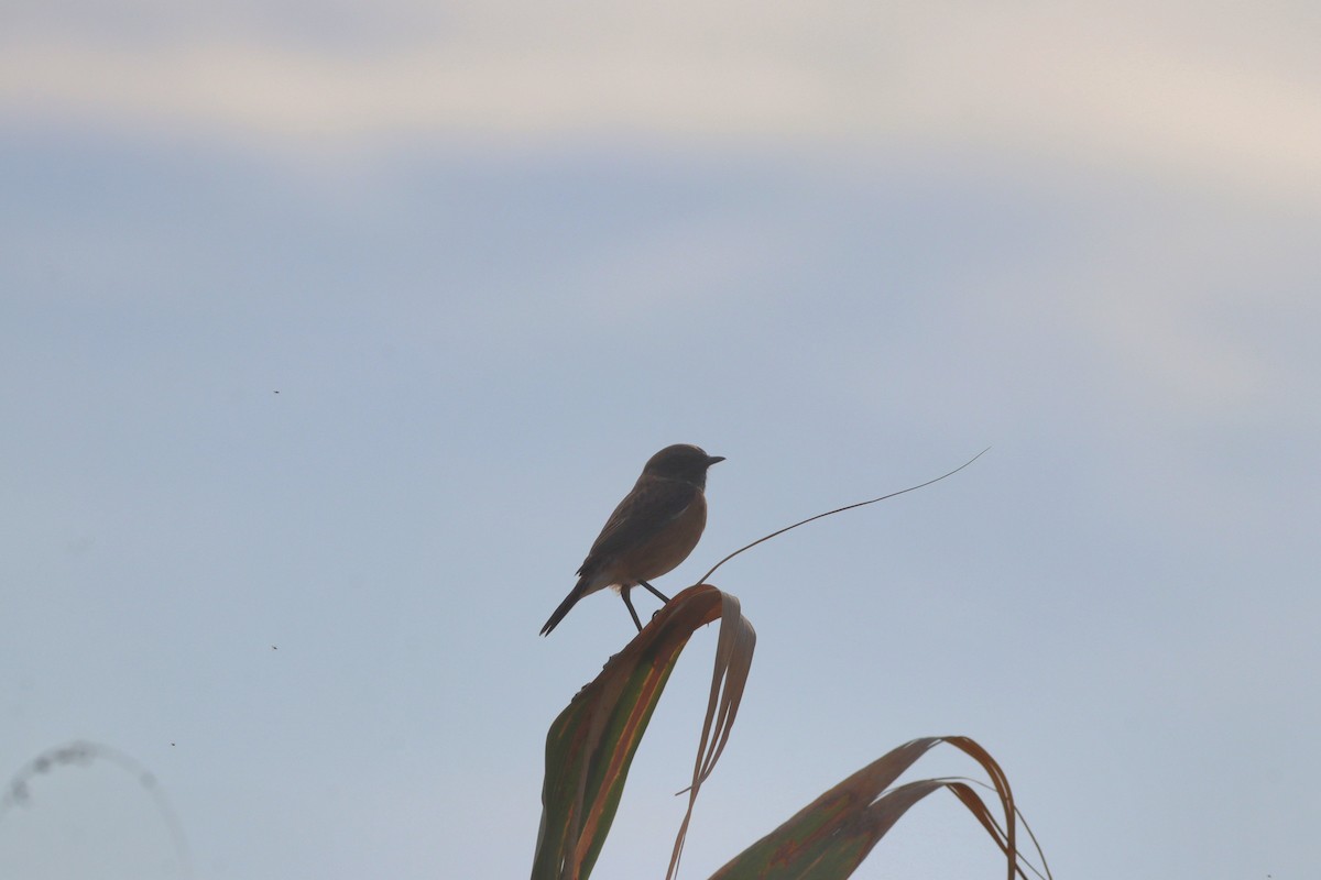 European Stonechat - ML644642470