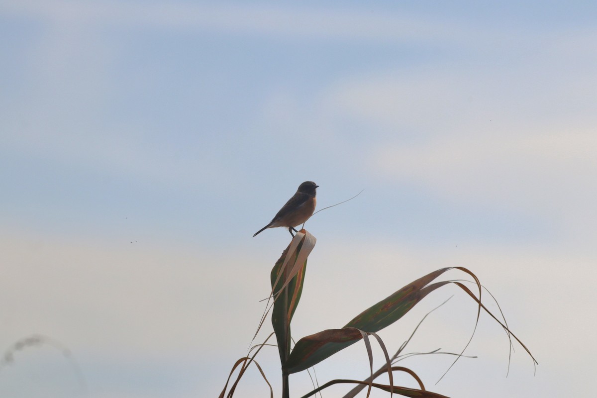 European Stonechat - ML644642471
