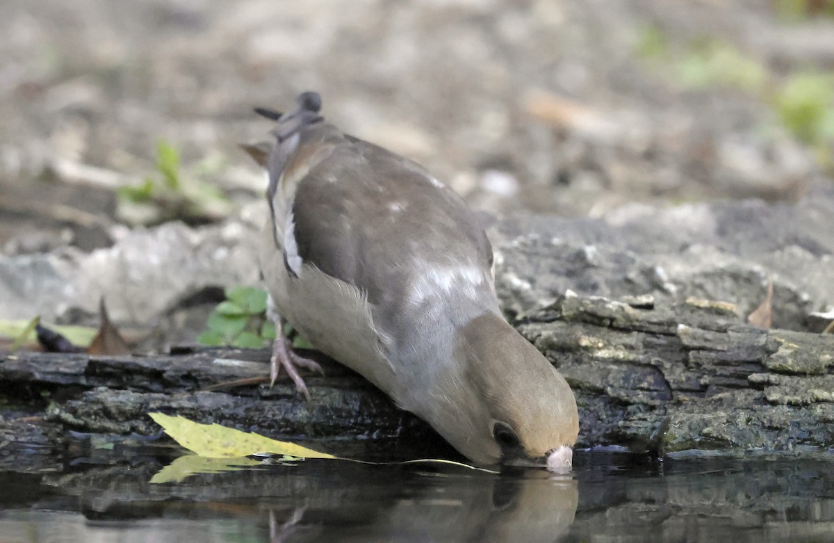 Kernbeißer - ML644642483