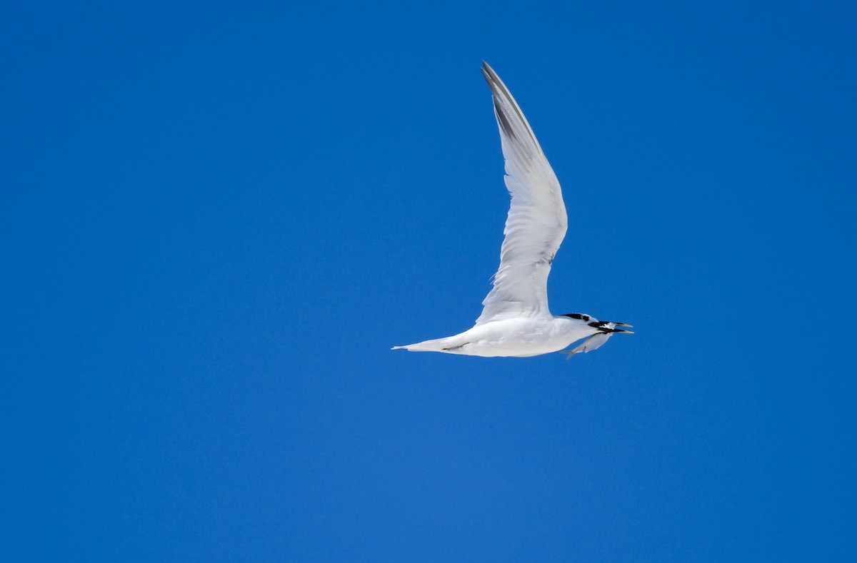 Sandwich Tern (Cabot's) - ML644642505