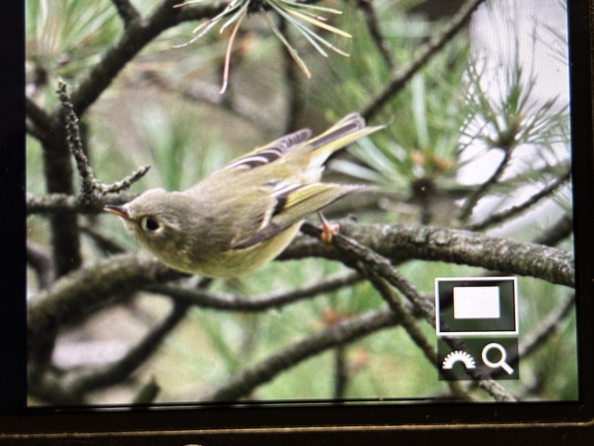 králíček americký - ML644642506