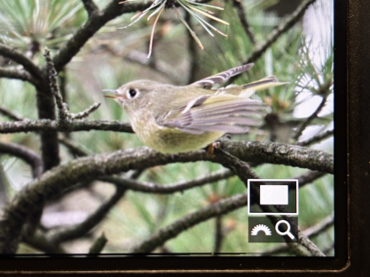 králíček americký - ML644642507