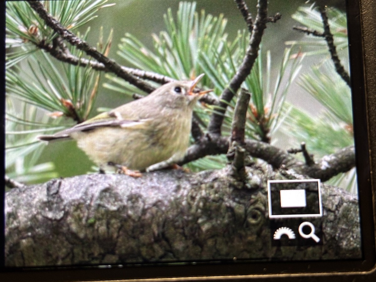 králíček americký - ML644642508