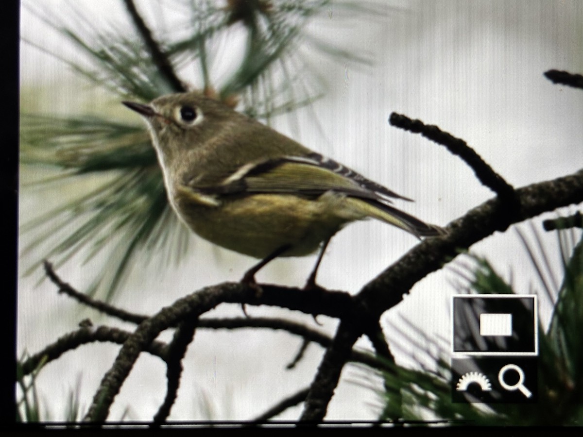 králíček americký - ML644642509