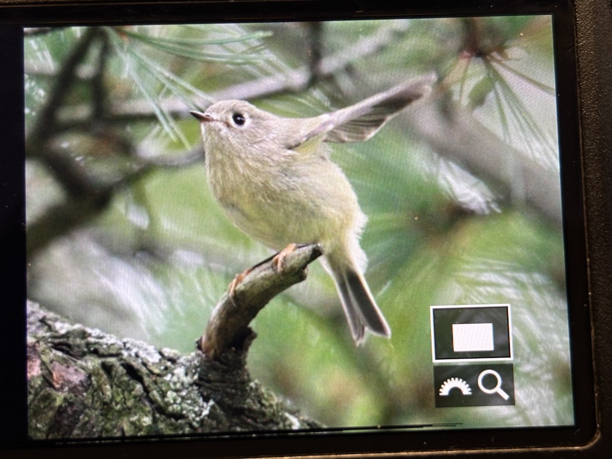 králíček americký - ML644642510