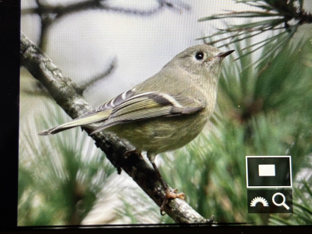 králíček americký - ML644642511