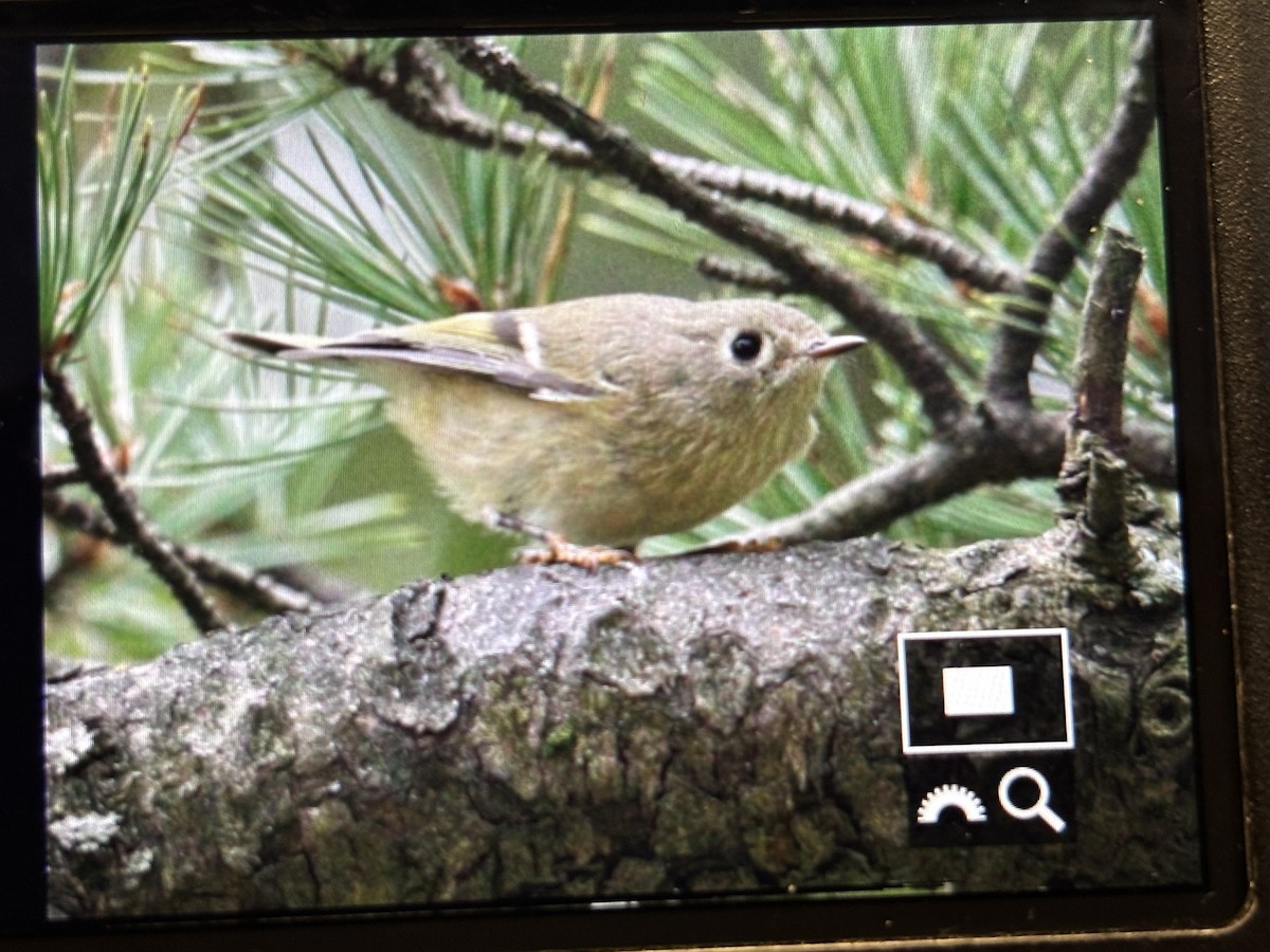 králíček americký - ML644642512